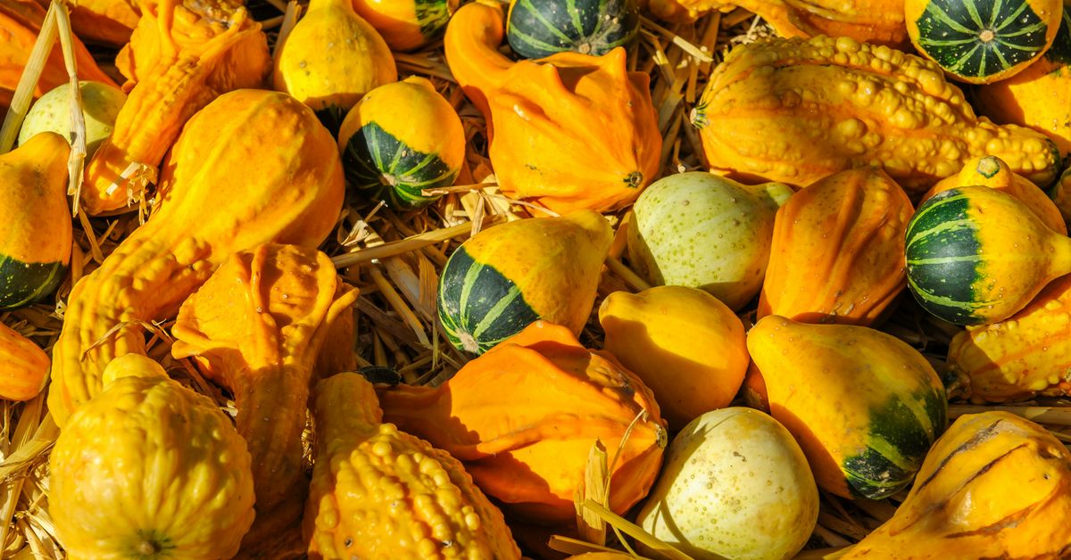 Autumn Flavors Harvest-Inspired Recipes