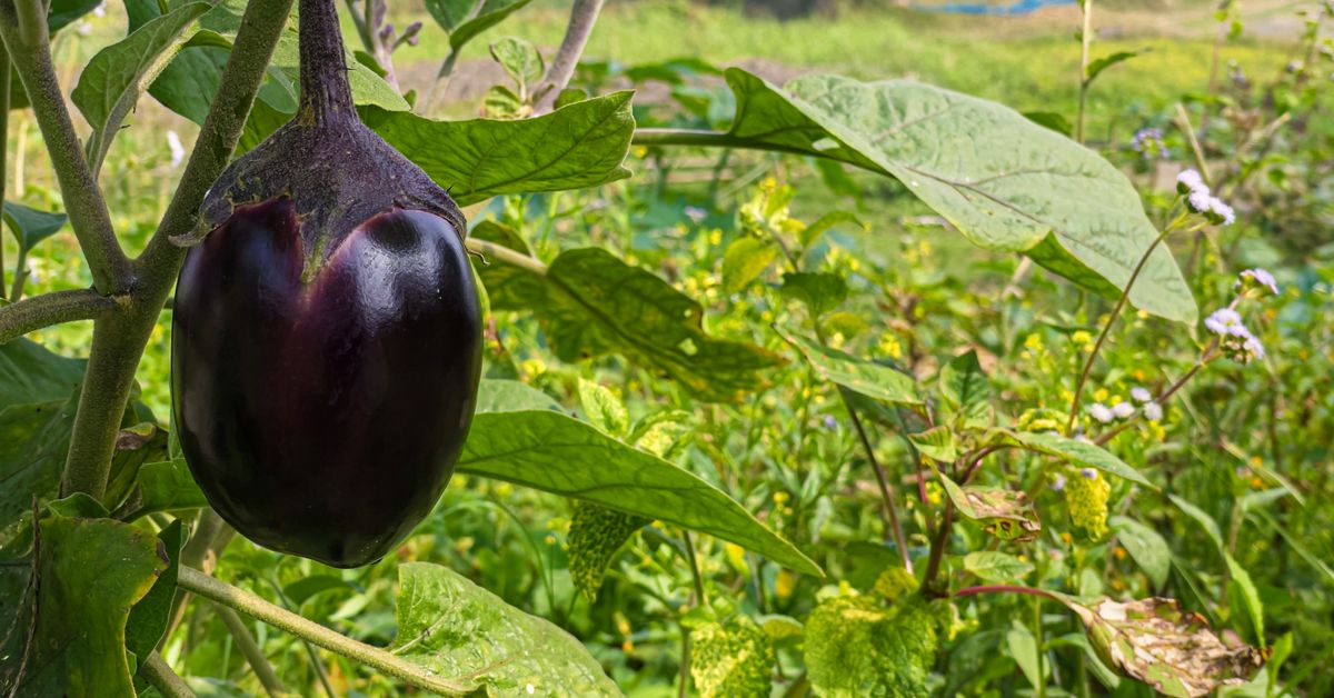 Eggplant Recipes Versatile and Flavorful