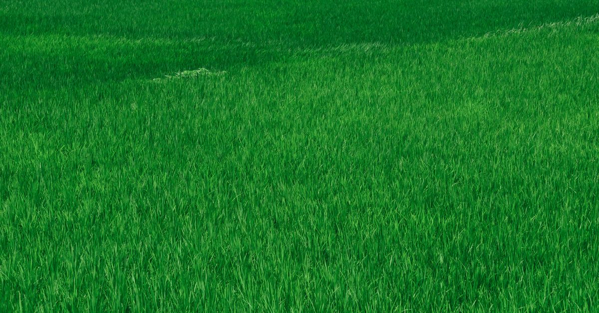 Cultural Influence of Legendary Sports Figures